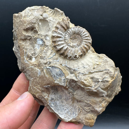 Androgynoceras capricornus Ammonite Fossil With Stand - Whitby, North Yorkshire Jurassic Coast Yorkshire Fossils