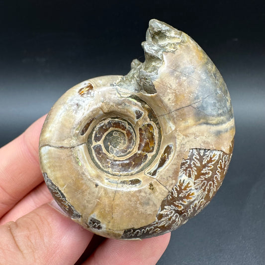 Puzosia Ammonite Fossil With Box And Stand - Cretaceous Ammonite Madagascar