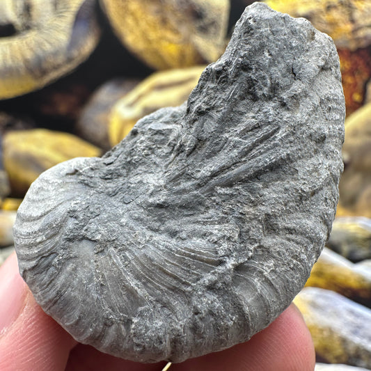 Yorkshire Fossils / £20 and under – Yorkshire.Fossils
