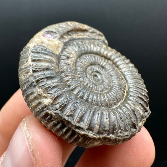 Snakestone Ammonite Fossil With Bag/Box And Stand - Whitby, North Yorkshire Jurassic Coast Yorkshire Fossils