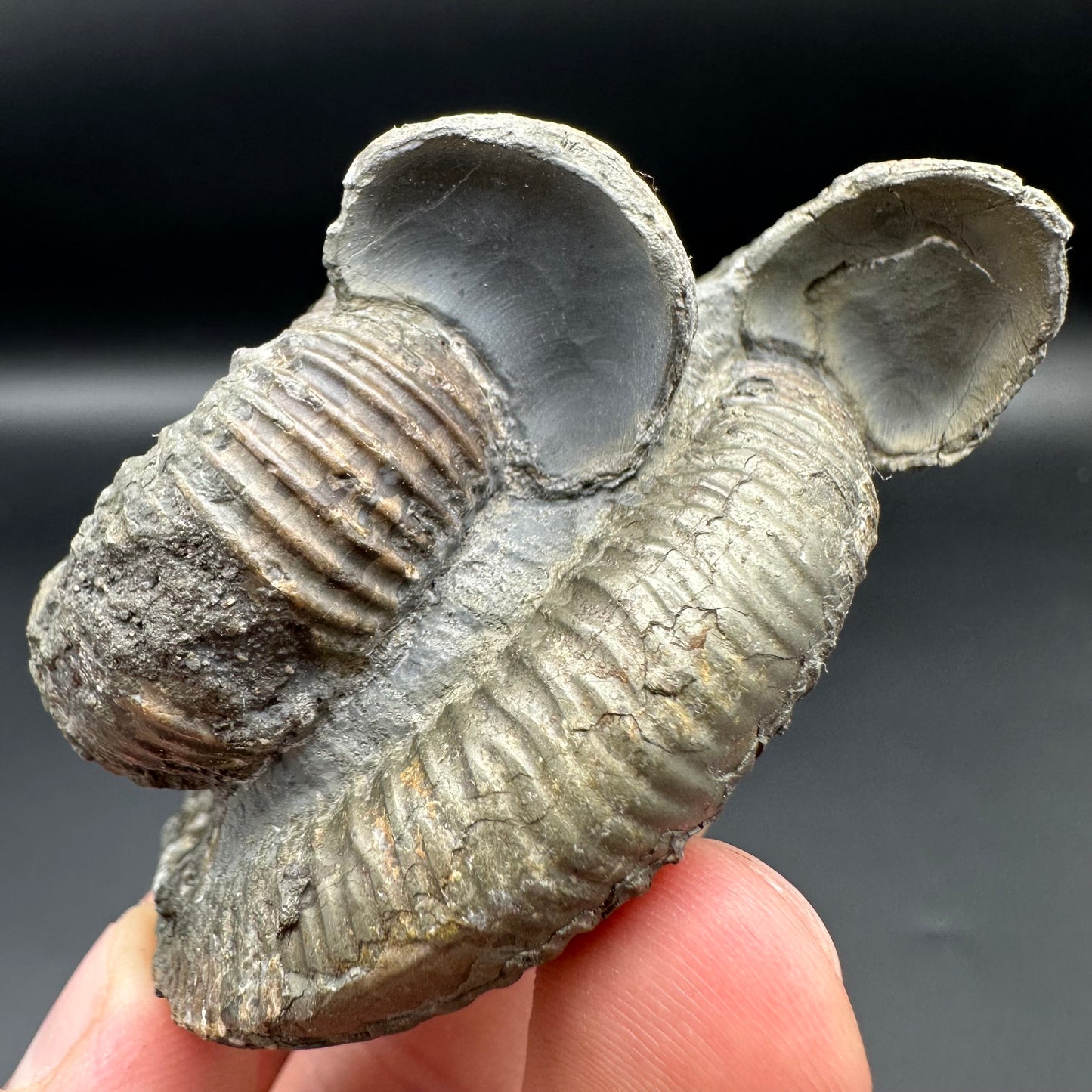 Catacoeloceras Sp. ammonite fossil with box and stand- Whitby, North Yorkshire Jurassic Coast Yorkshire Fossils