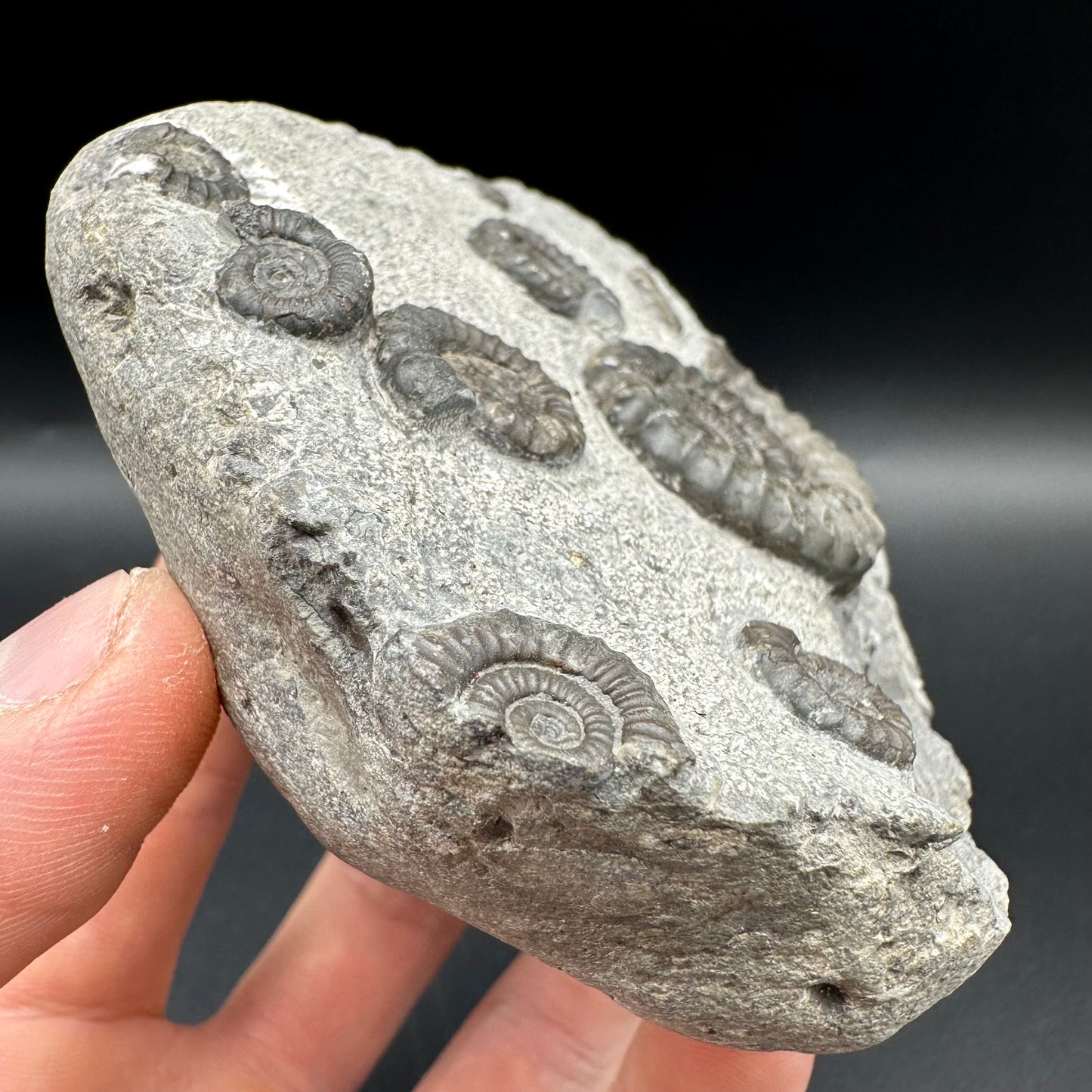 Arnioceras ammonite shell fossil with box and stand - Whitby, North Yorkshire Jurassic Coast Yorkshire Fossils