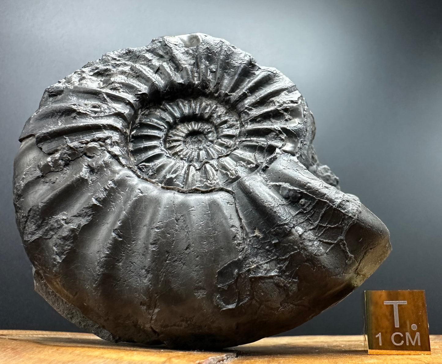 Asteroceras Ammonite fossil with box and stand - Whitby, North Yorkshire Jurassic Coast Yorkshire Fossils