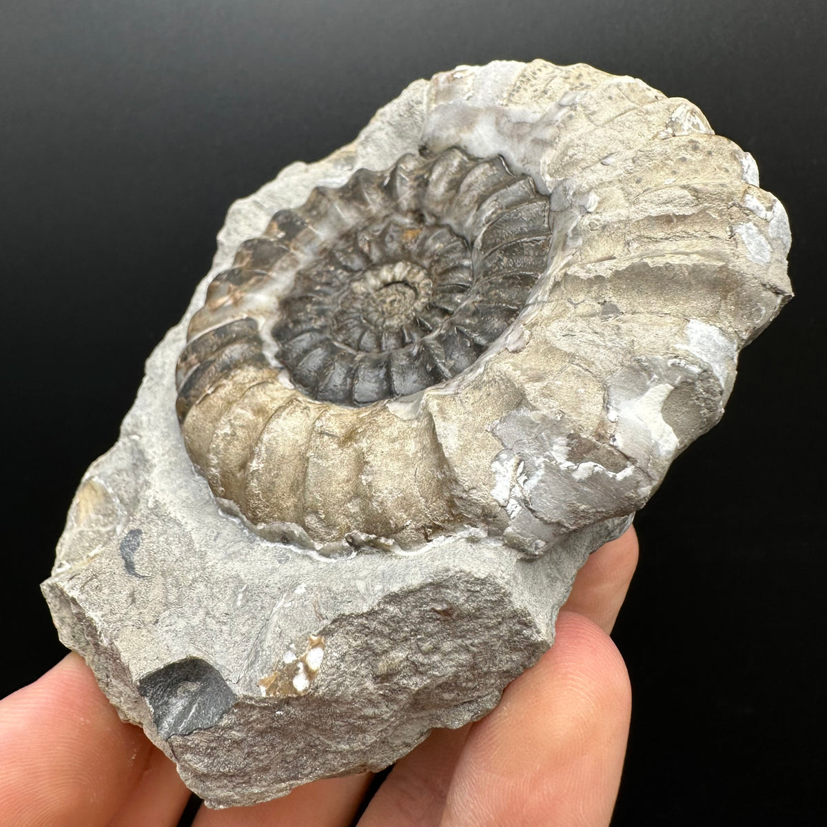Androgynoceras maculatum ammonite fossil with box and stand - Whitby, North Yorkshire Jurassic Coast Yorkshire Fossils