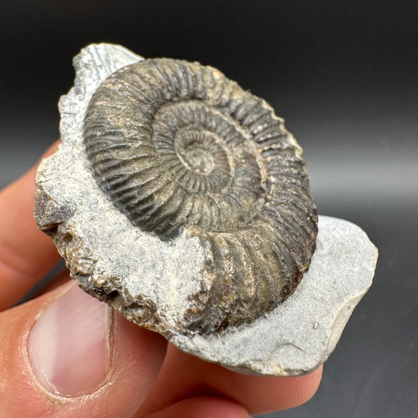 Dactylioceras Ammonite Fossil With Box And Stand - Whitby, North Yorkshire Jurassic Coast Yorkshire Fossils