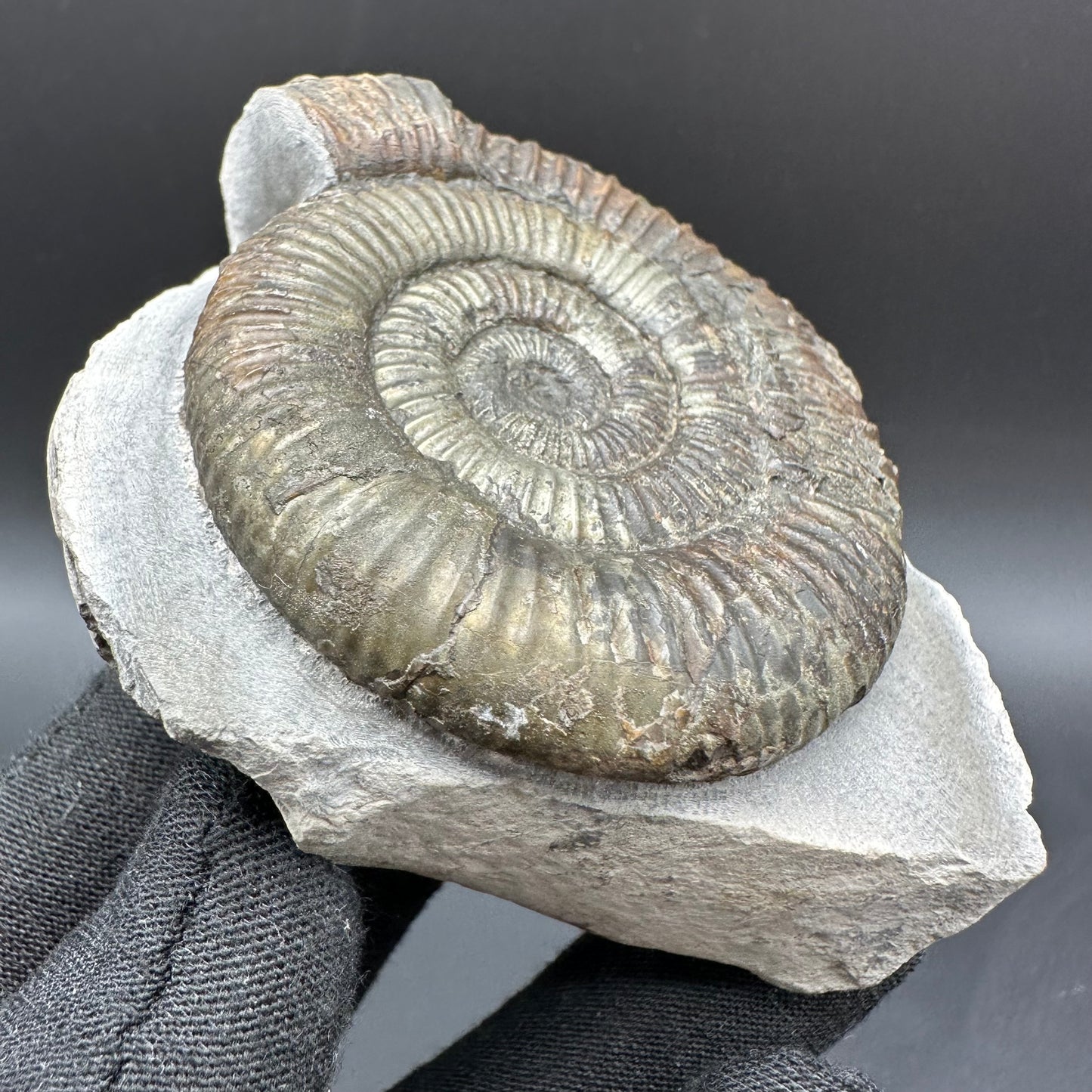 Dactylioceras Ammonite Fossil With Box And Stand - Whitby, North Yorkshire Jurassic Coast Yorkshire Fossils