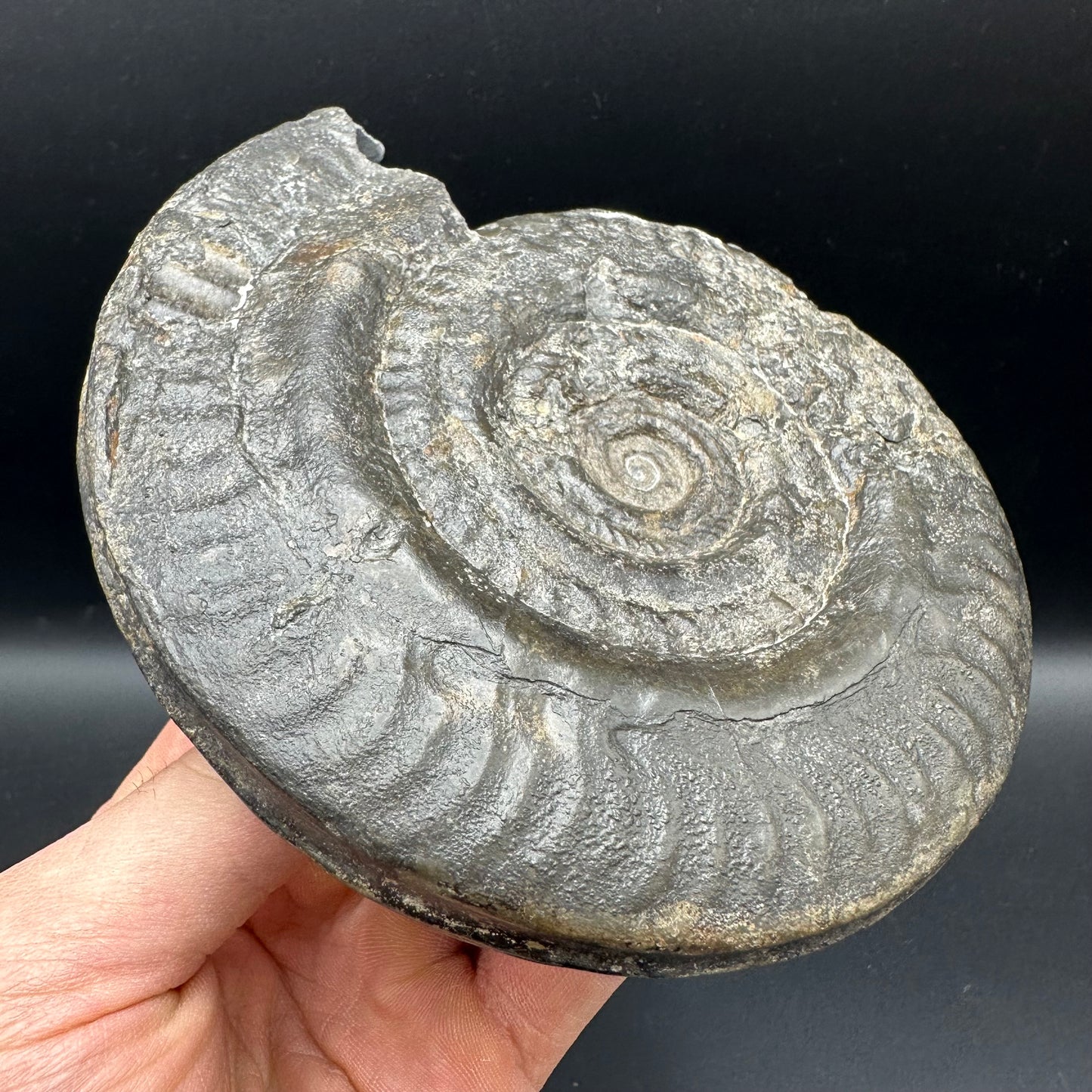 Hildoceras Bifrons Ammonite fossil - Whitby, North Yorkshire Jurassic Coast, Yorkshire Fossils from the Jurassic Coast