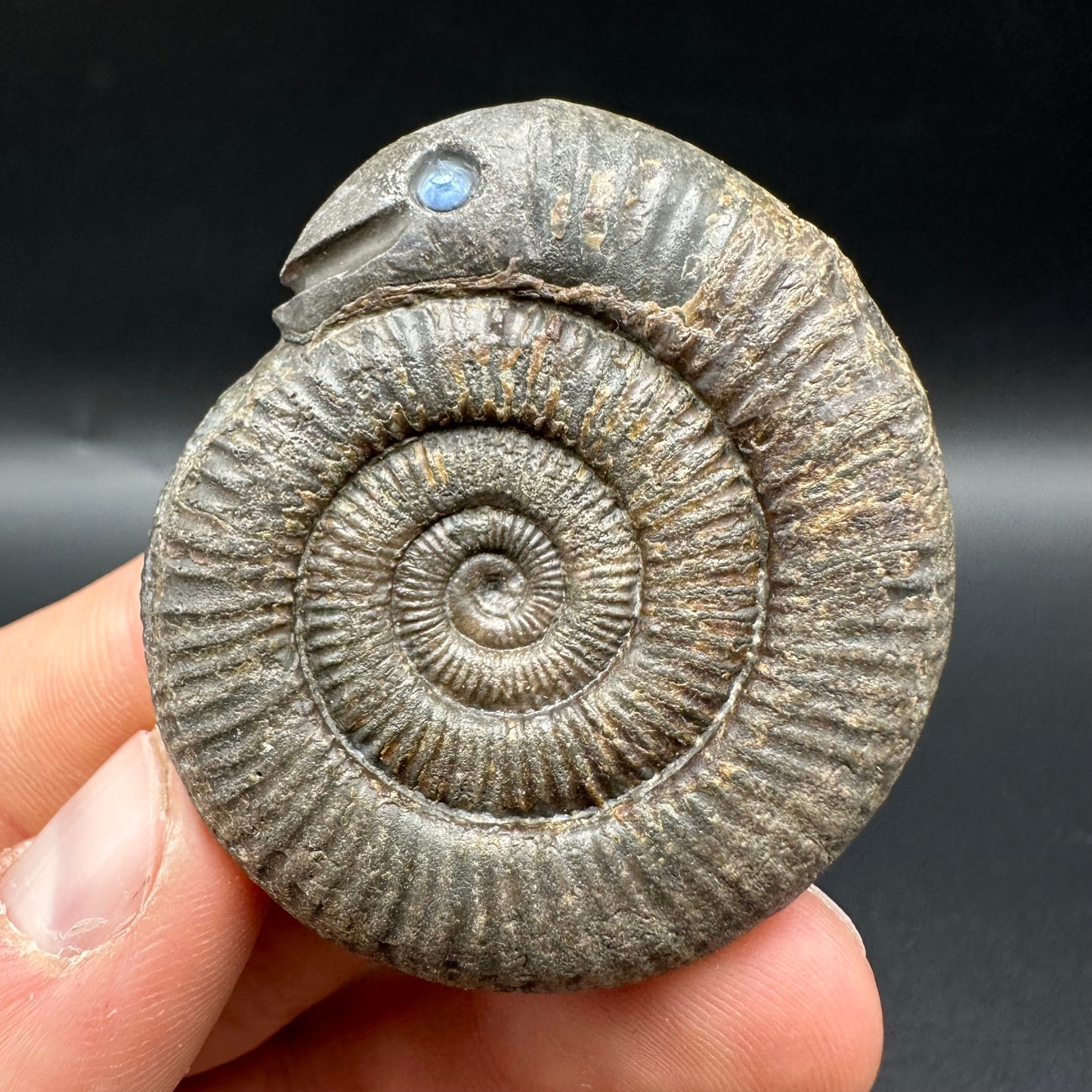 Snakestone Ammonite Fossil With Bag/Box And Stand - Whitby, North Yorkshire Jurassic Coast Yorkshire Fossils