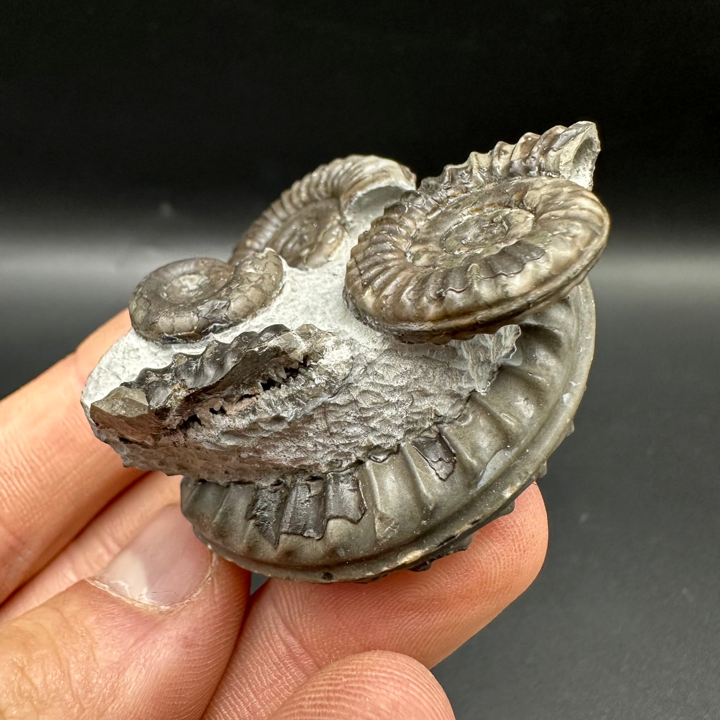 Arnioceras ammonite shell fossil with box and stand - Whitby, North Yorkshire Jurassic Coast Yorkshire Fossils