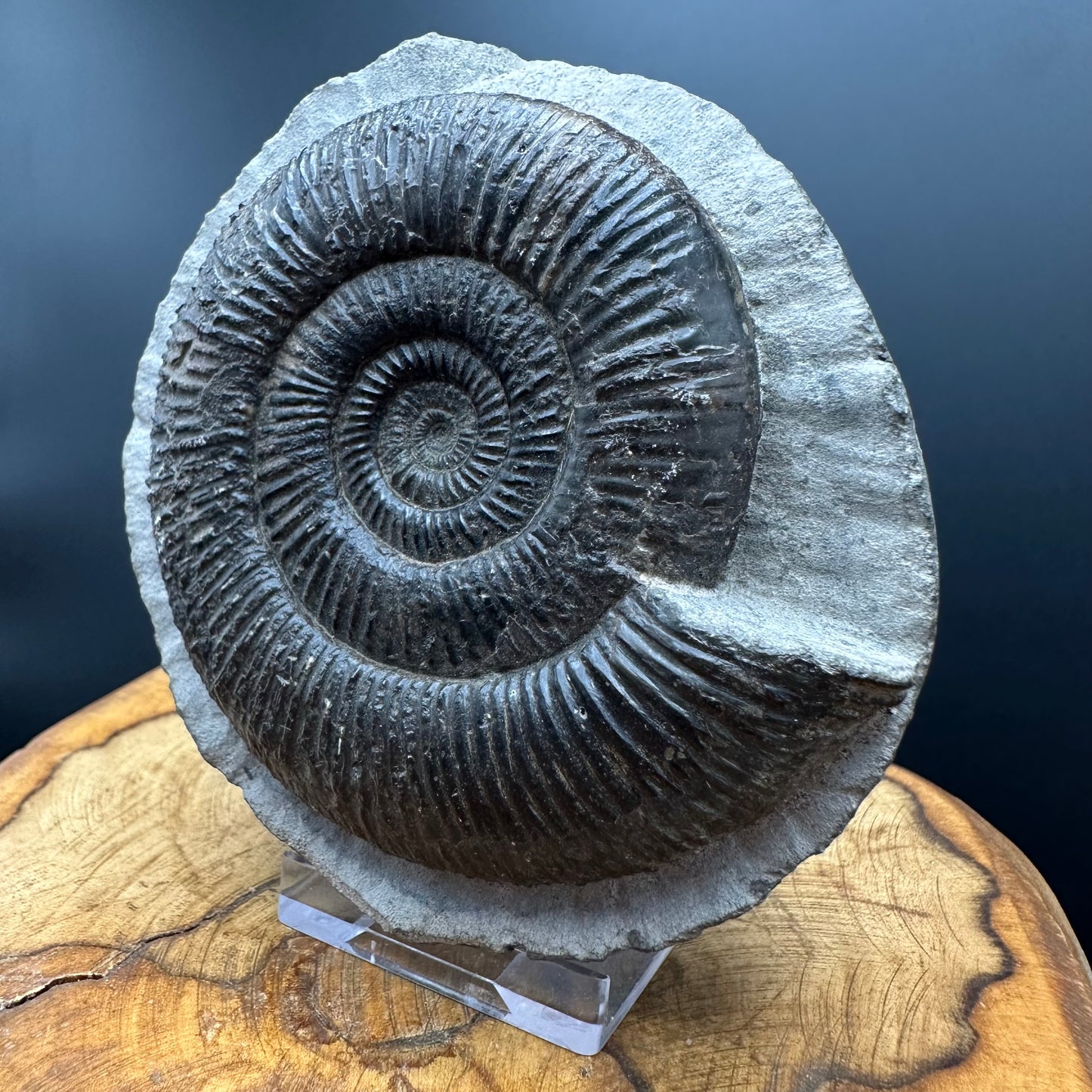 Dactylioceras semicelatum Ammonite fossil with stand - Whitby, North Yorkshire Jurassic Coast Yorkshire Fossils