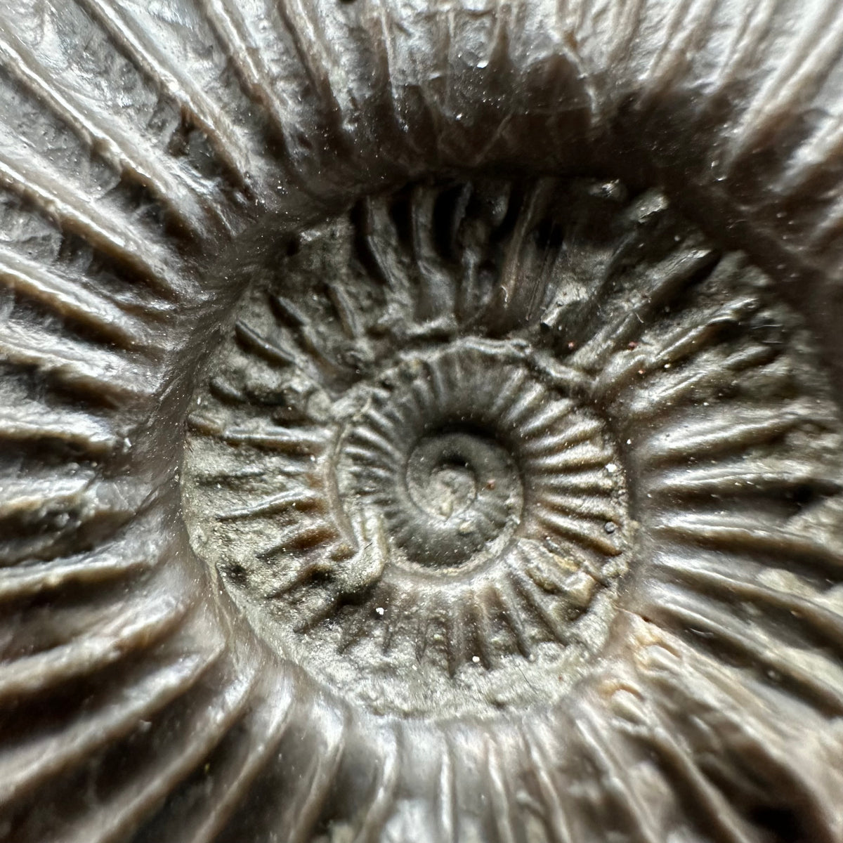 Schlothemia sp. ammonite fossil with box and stand - Whitby, North Yorkshire Jurassic Coast, Yorkshire fossils