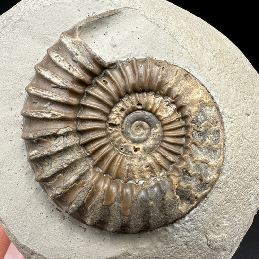 Arnioceras ammonite shell fossil with box and stand - Whitby, North Yorkshire Jurassic Coast Yorkshire Fossils