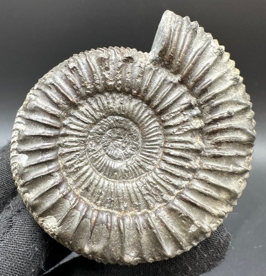 Peronoceras fibulatum Ammonite fossil with box and stand - Whitby, North Yorkshire Jurassic Coast Yorkshire Fossils