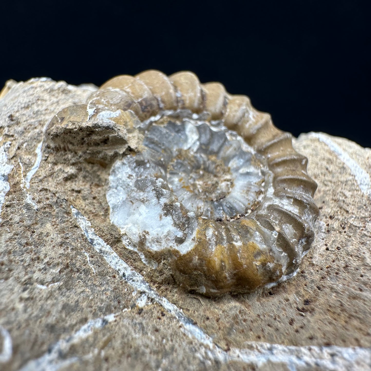 Androgynoceras capricornus Ammonite fossil with box and stand - Whitby, North Yorkshire Jurassic Coast Yorkshire Fossils