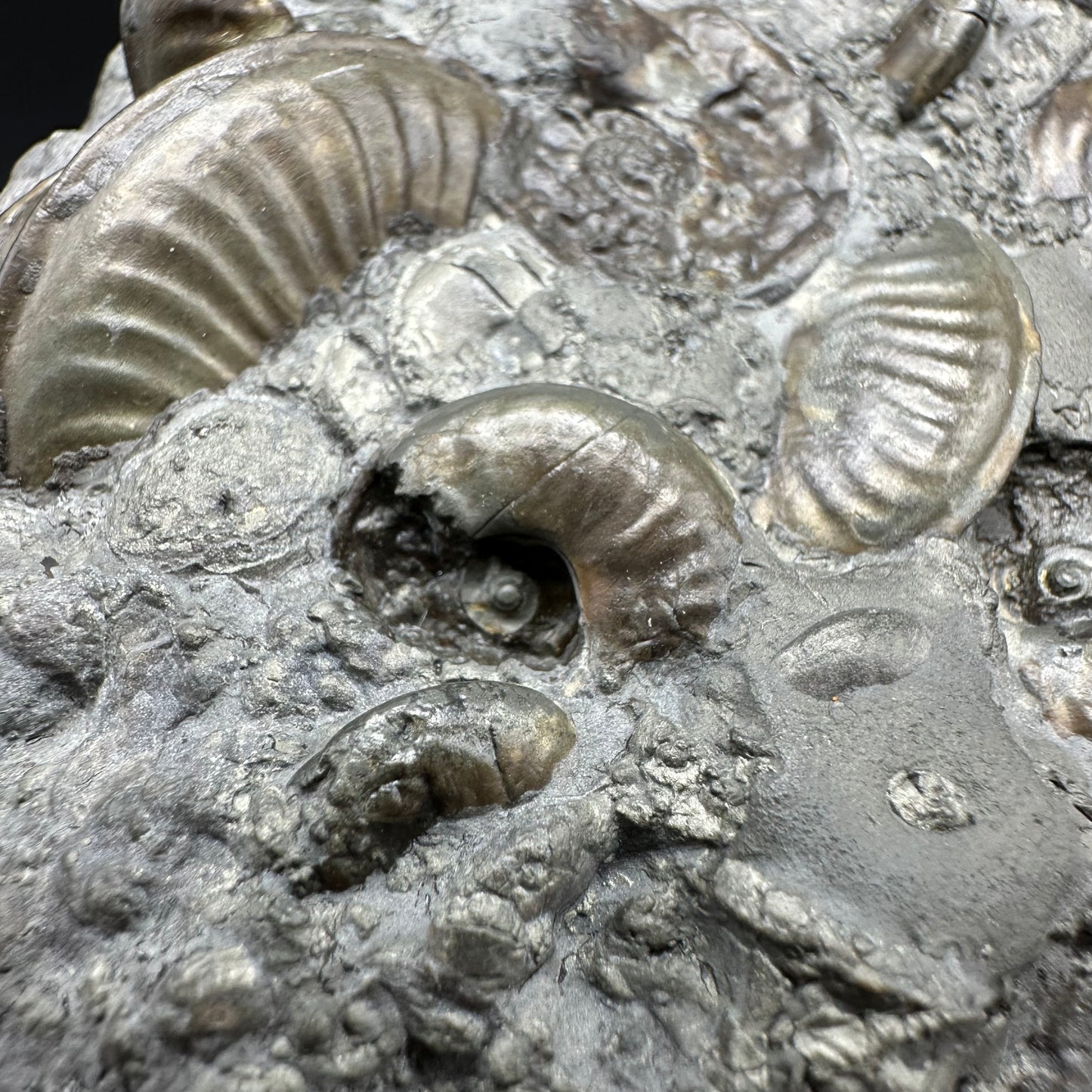 Golden Egg (GENUINE) Ammonite Fossil With Stand - Whitby, North Yorkshire Jurassic Coast Yorkshire Fossils