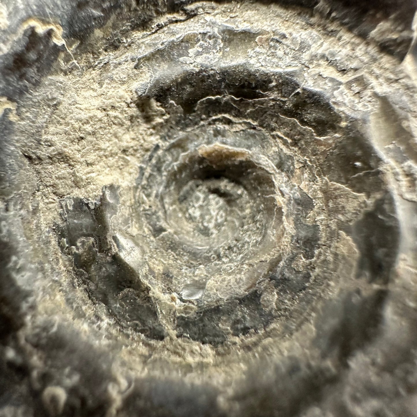 Hildoceras Bifrons Ammonite fossil with box and stand - Whitby, North Yorkshire Jurassic Coast, Yorkshire Fossils from the Jurassic Coast