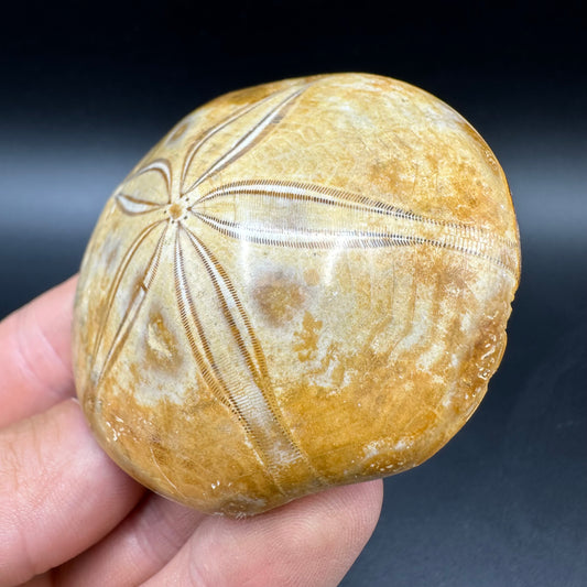 Holectypus Sea Urchin Fossil With Box And Stand - Middle Jurassic Madagascar