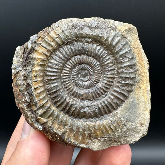 Dactylioceras Ammonite nodule (split pair) Fossil With Box And Stand - Whitby, North Yorkshire Jurassic Coast Yorkshire Fossils