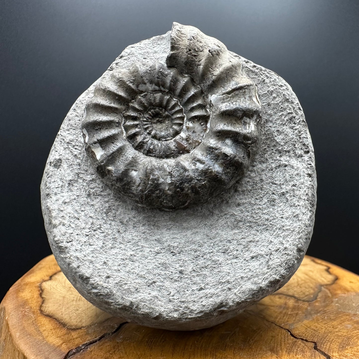 Androgynoceras maculatum ammonite fossil with box and stand - Whitby, North Yorkshire Jurassic Coast Yorkshire Fossils
