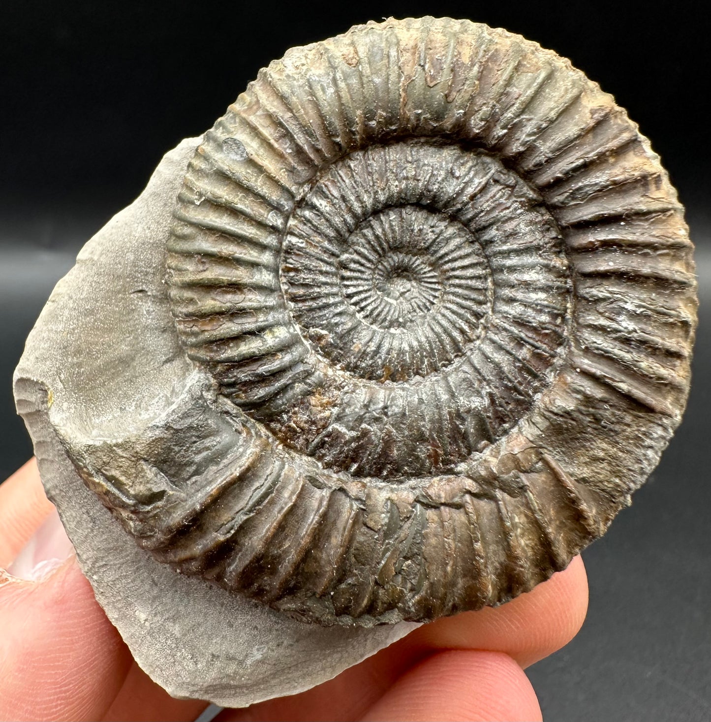 Dactylioceras Ammonite Fossil With Box And Stand - Whitby, North Yorkshire Jurassic Coast Yorkshire Fossils