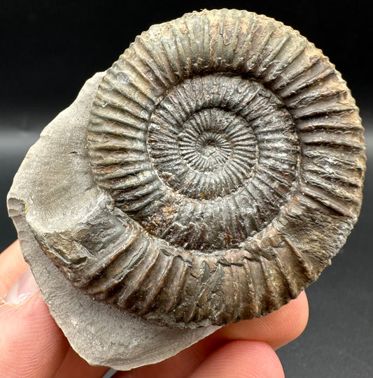 Dactylioceras Ammonite Fossil With Box And Stand - Whitby, North Yorkshire Jurassic Coast Yorkshire Fossils
