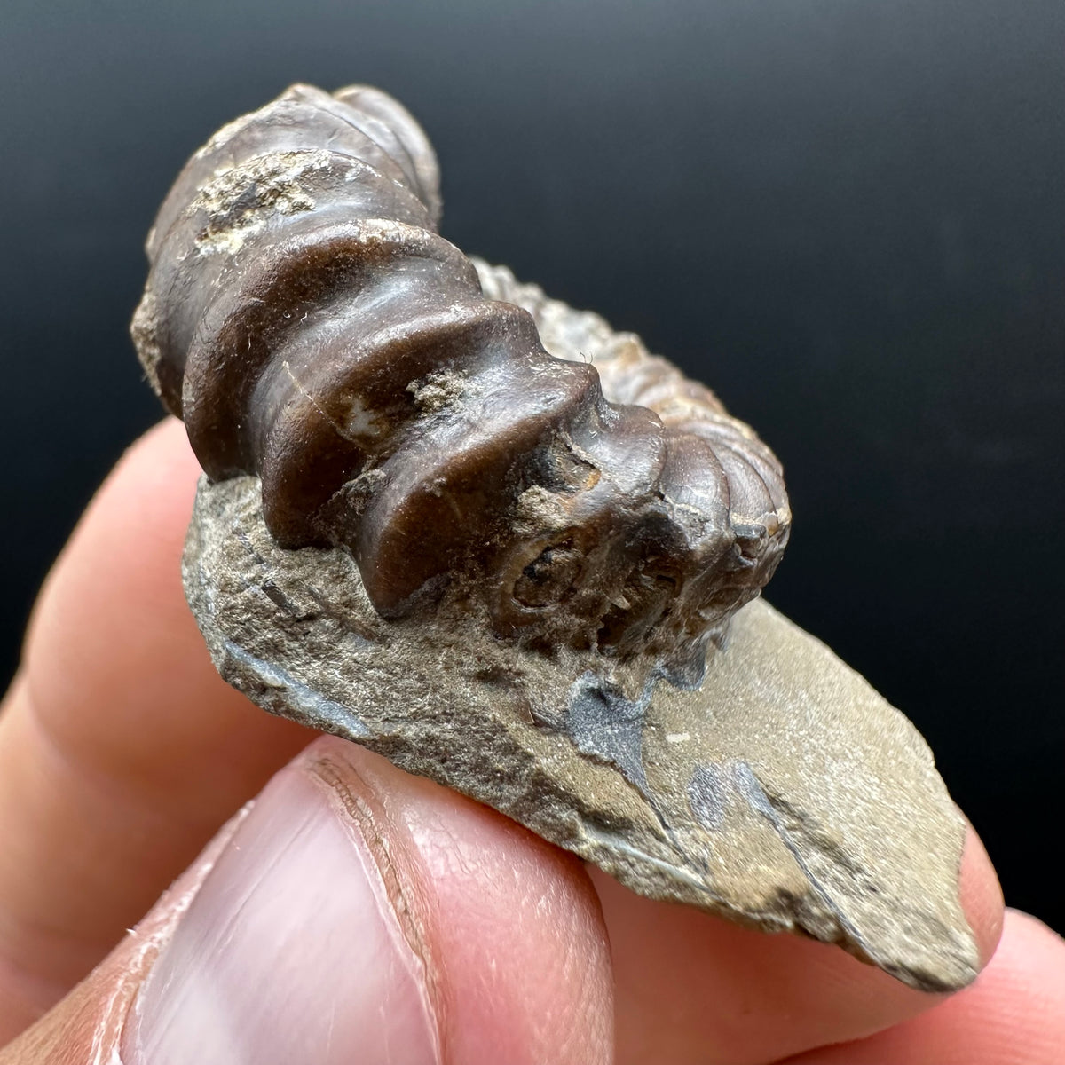 Androgynoceras capricornus Ammonite Fossil With Stand - Whitby, North Yorkshire Jurassic Coast Yorkshire Fossils