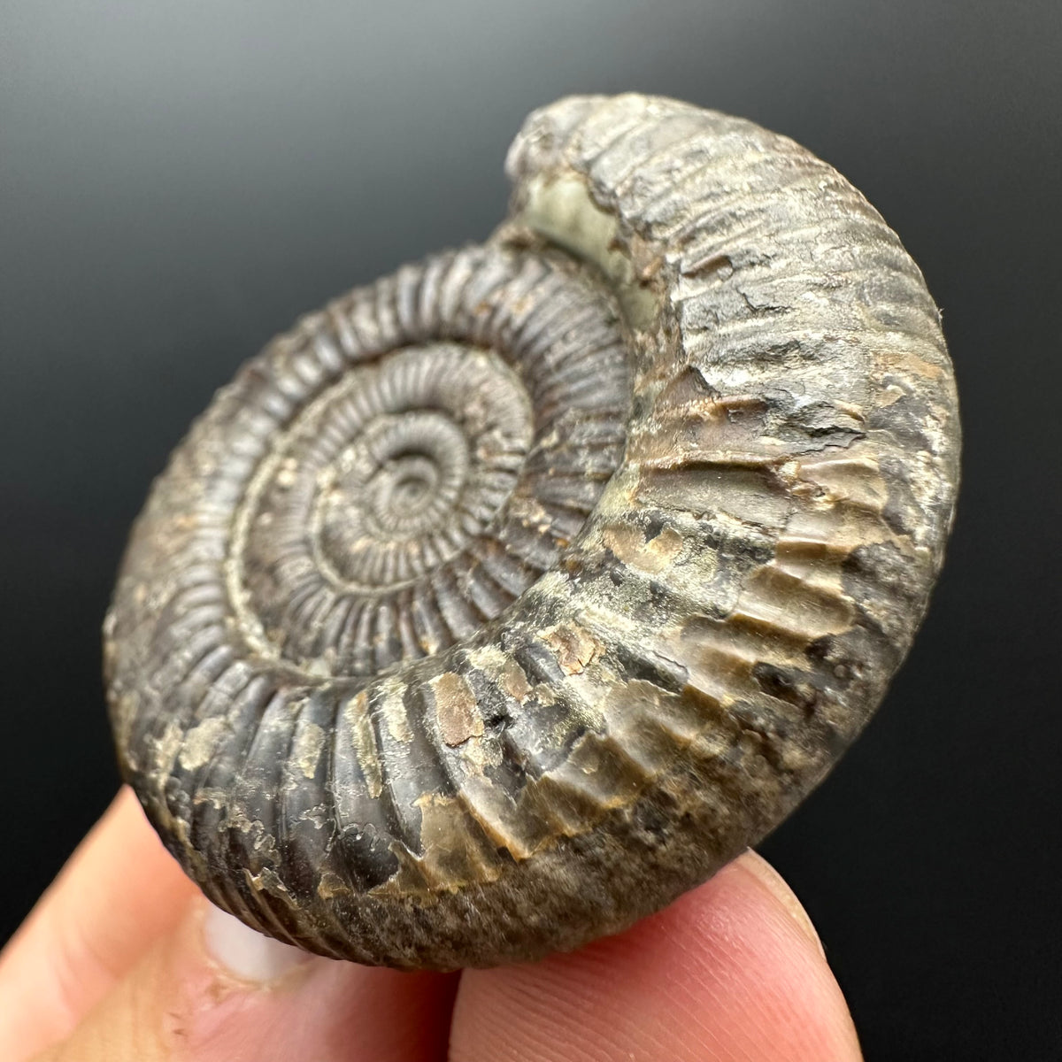 Dactylioceras Ammonite Fossil With box and Stand - Whitby, North Yorkshire Jurassic Coast Yorkshire Fossils