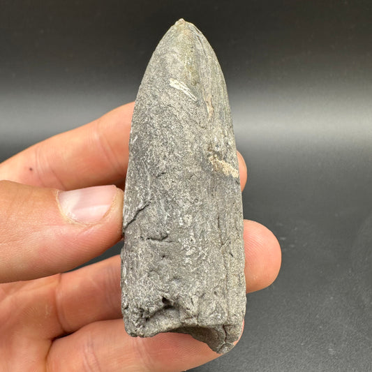 Belemnite (Fossil Squid) shell fossil with box and stand - Whitby, North Yorkshire Jurassic Coast Yorkshire Fossils