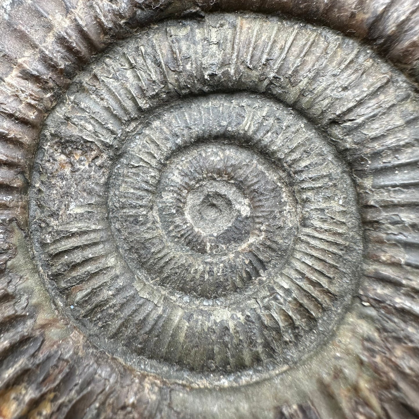 Dactylioceras Ammonite Fossil With Box And Stand - Whitby, North Yorkshire Jurassic Coast Yorkshire Fossils