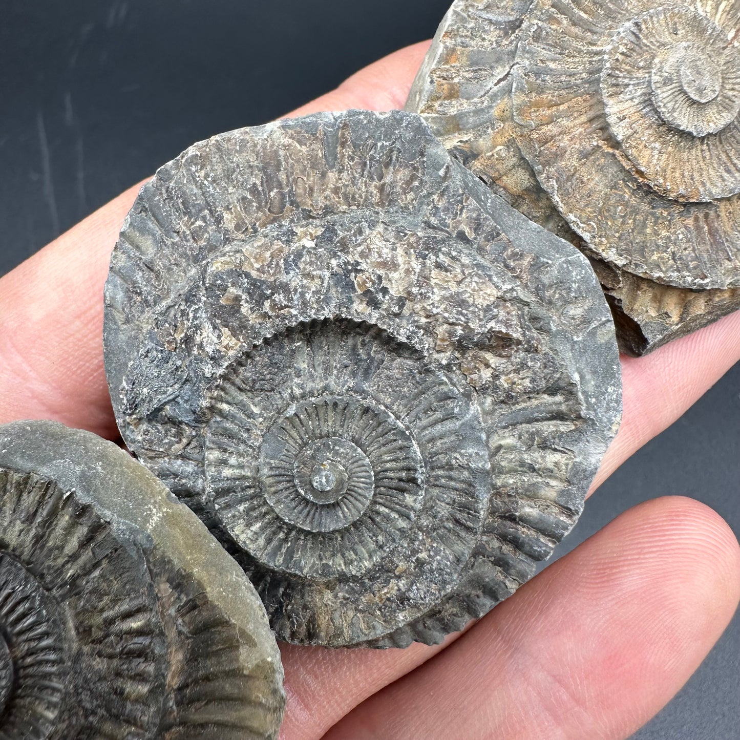 Dactylioceras imprint (negative) bundle ammonite shell fossil with box - Whitby, North Yorkshire, Yorkshire Fossils