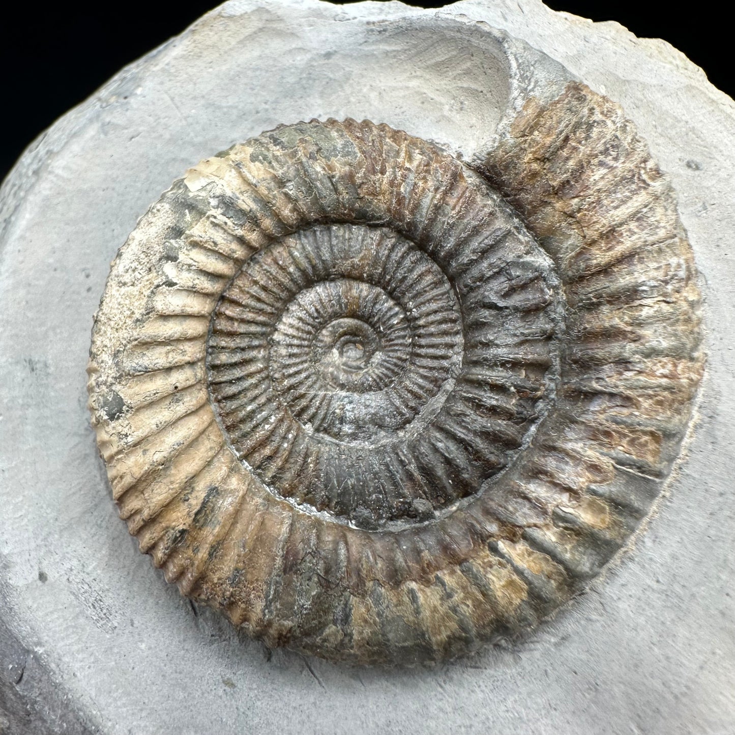 Dactylioceras Ammonite Fossil With Box And Stand - Whitby, North Yorkshire Jurassic Coast Yorkshire Fossils