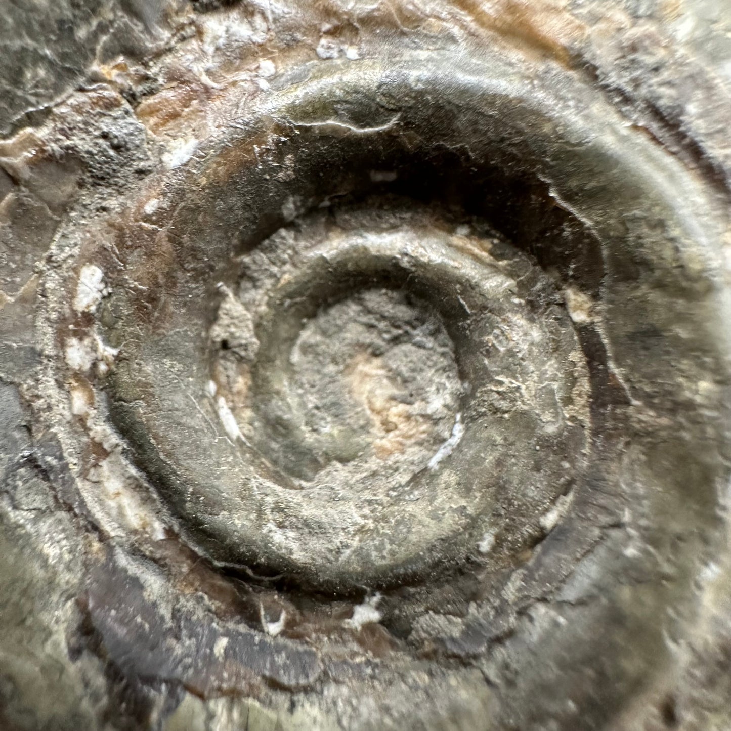 Hildoceras Bifrons Ammonite fossil with box and stand - Whitby, North Yorkshire Jurassic Coast, Yorkshire Fossils from the Jurassic Coast