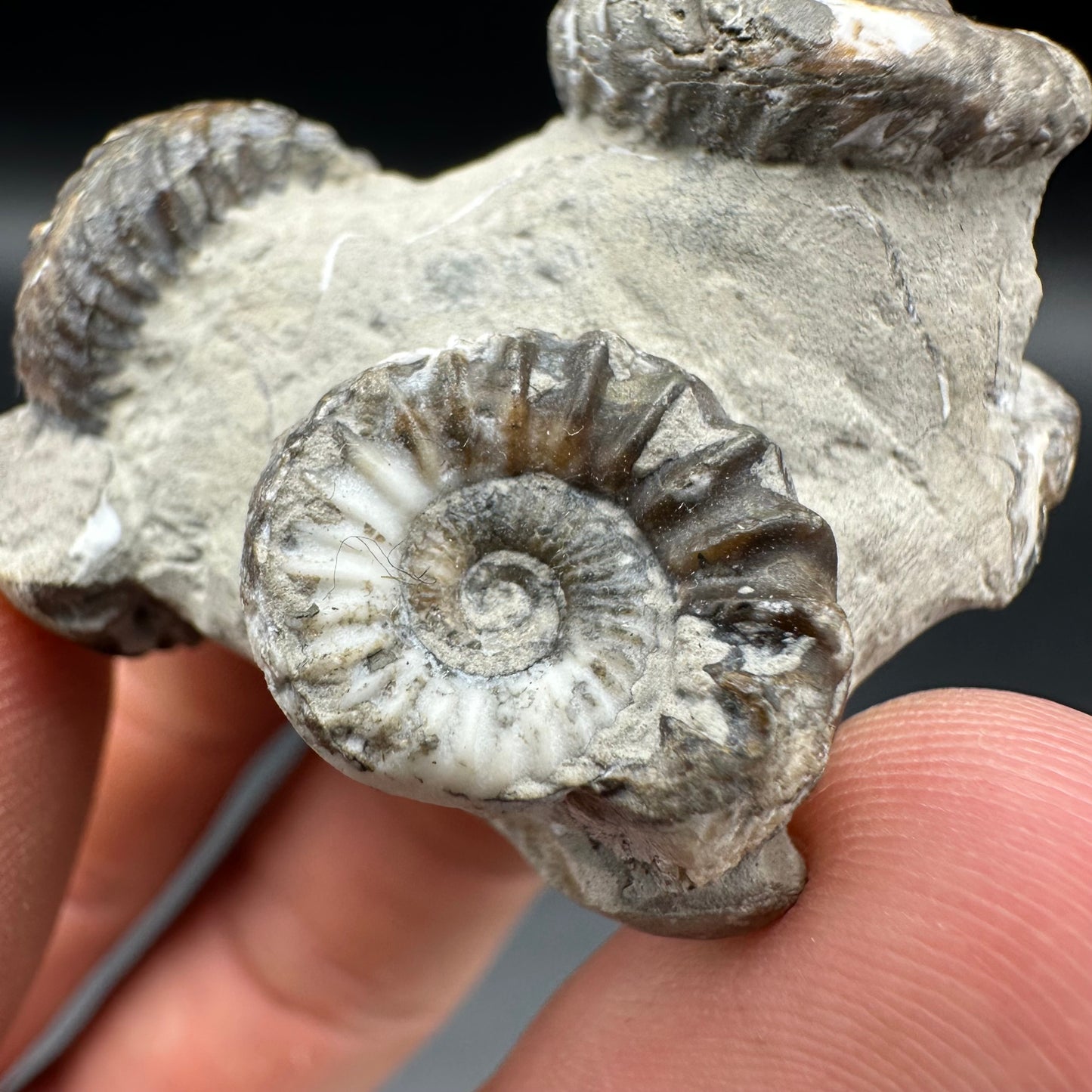 Oistoceras figulinum ammonite fossil with box and stand - Whitby, North Yorkshire Jurassic Coast Yorkshire Fossils