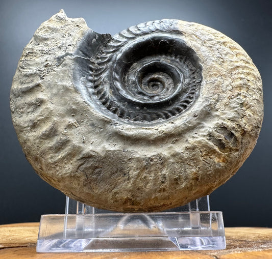 Golden Hildoceras lusitanicum Ammonite fossil with box and stand - Whitby, North Yorkshire, Jurassic Coast, Yorkshire Fossils from the Jurassic Coast