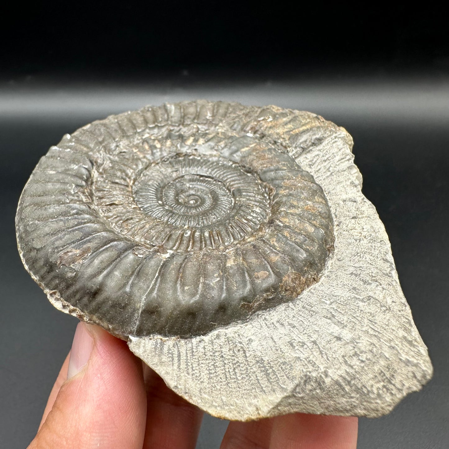 Peronoceras turriculatum ammonite fossil with box and stand - Whitby, North Yorkshire Jurassic Coast, Yorkshire fossils