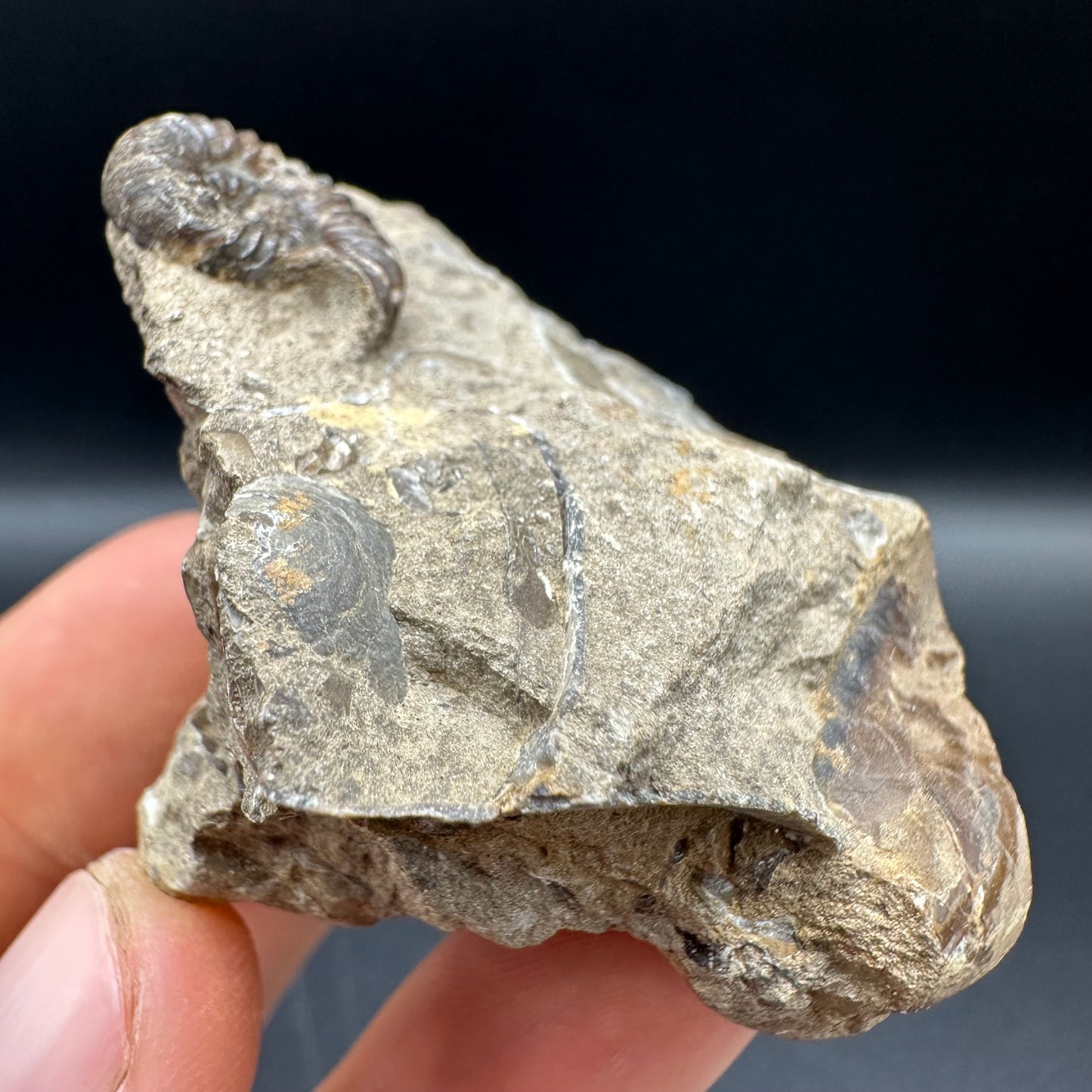 Androgynoceras capricornus Ammonite fossil with box and stand - Whitby, North Yorkshire Jurassic Coast Yorkshire Fossils