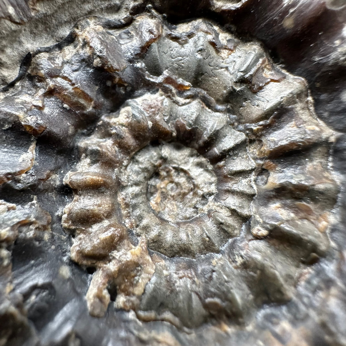 Androgynoceras maculatum ammonite fossil with box and stand - Whitby, North Yorkshire Jurassic Coast Yorkshire Fossils