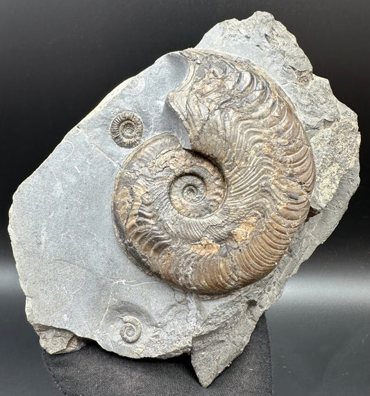 Harpoceras Sp. Ammonite fossil with stand - Whitby, North Yorkshire Jurassic Coast Yorkshire Fossils
