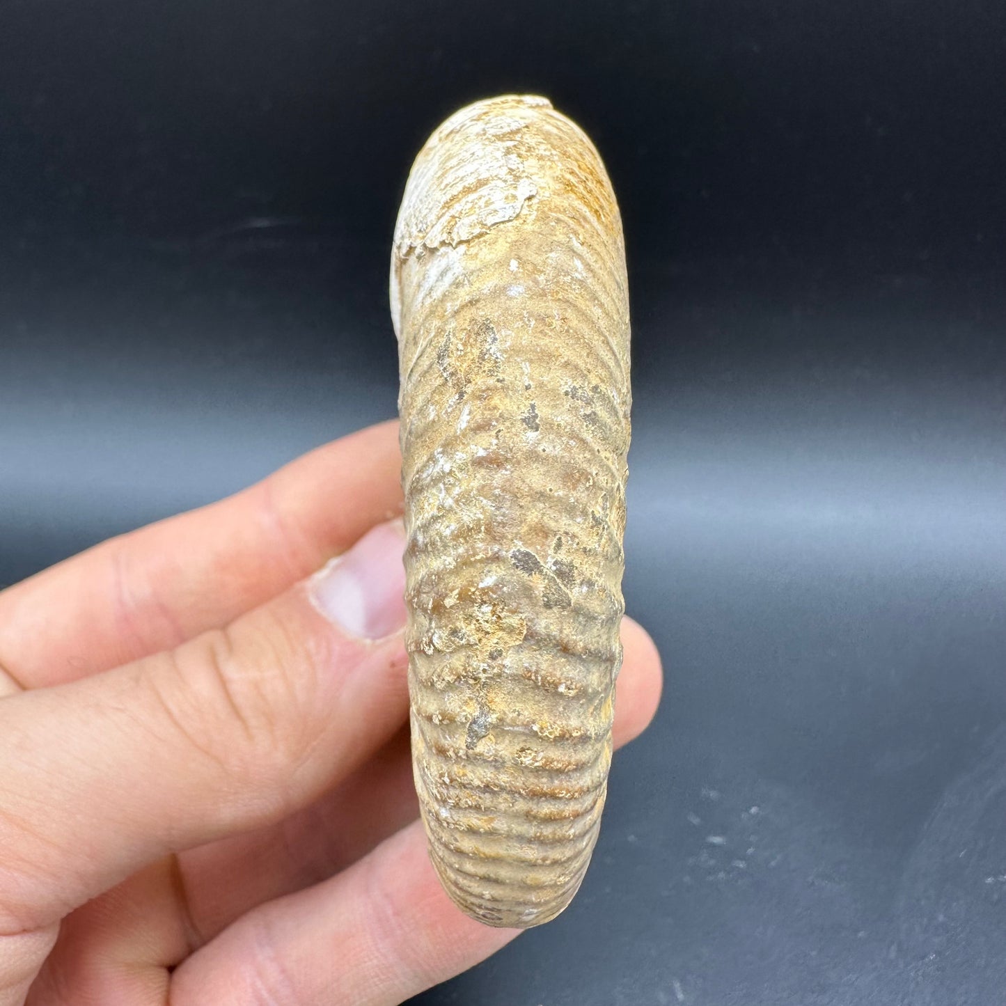 Dichotomosphinctes Ammonite Fossil With Box And Stand - Middle Jurassic Ammonite Madagascar