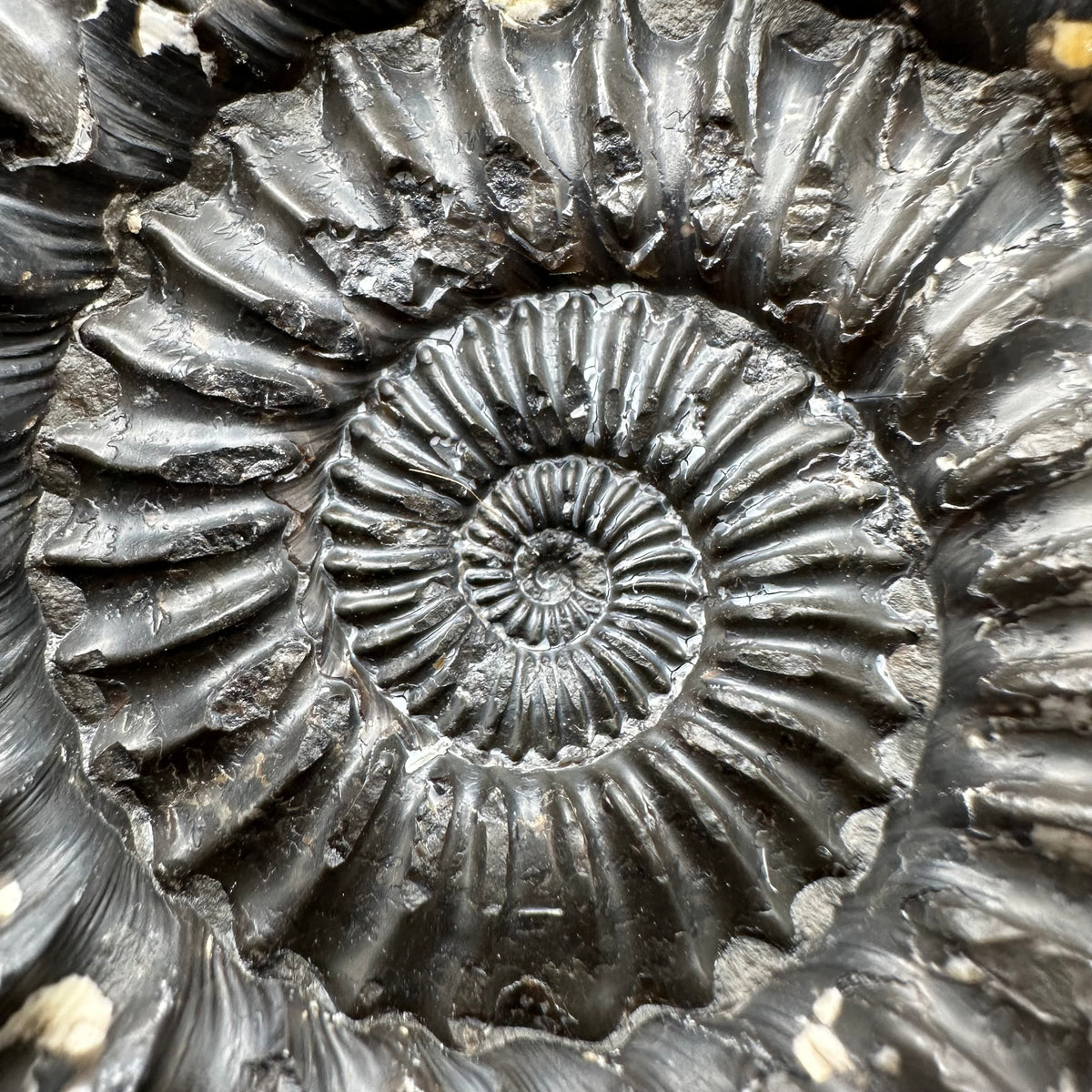 Pleuroceras hawskerense Ammonite fossil with box and stand - Whitby, North Yorkshire Jurassic Coast, Yorkshire fossils
