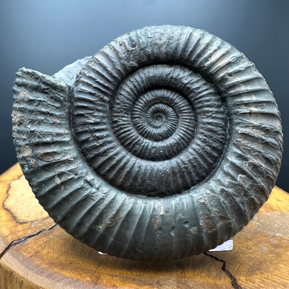 Dactylioceras Ammonite Fossil With box and Stand - Whitby, North Yorkshire Jurassic Coast Yorkshire Fossils