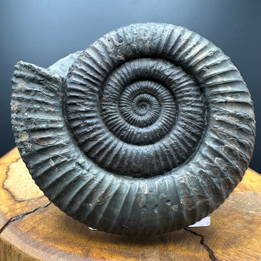 Dactylioceras Ammonite Fossil With box and Stand - Whitby, North Yorkshire Jurassic Coast Yorkshire Fossils