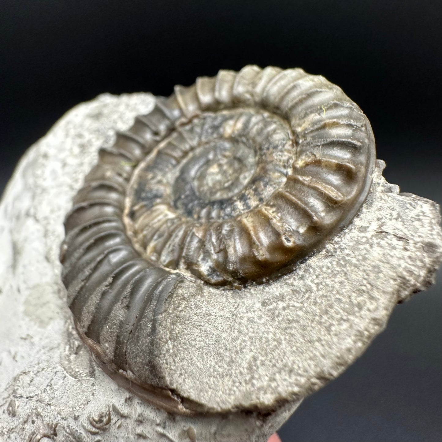 Arnioceras ammonite shell fossil with box and stand - Whitby, North Yorkshire Jurassic Coast Yorkshire Fossils
