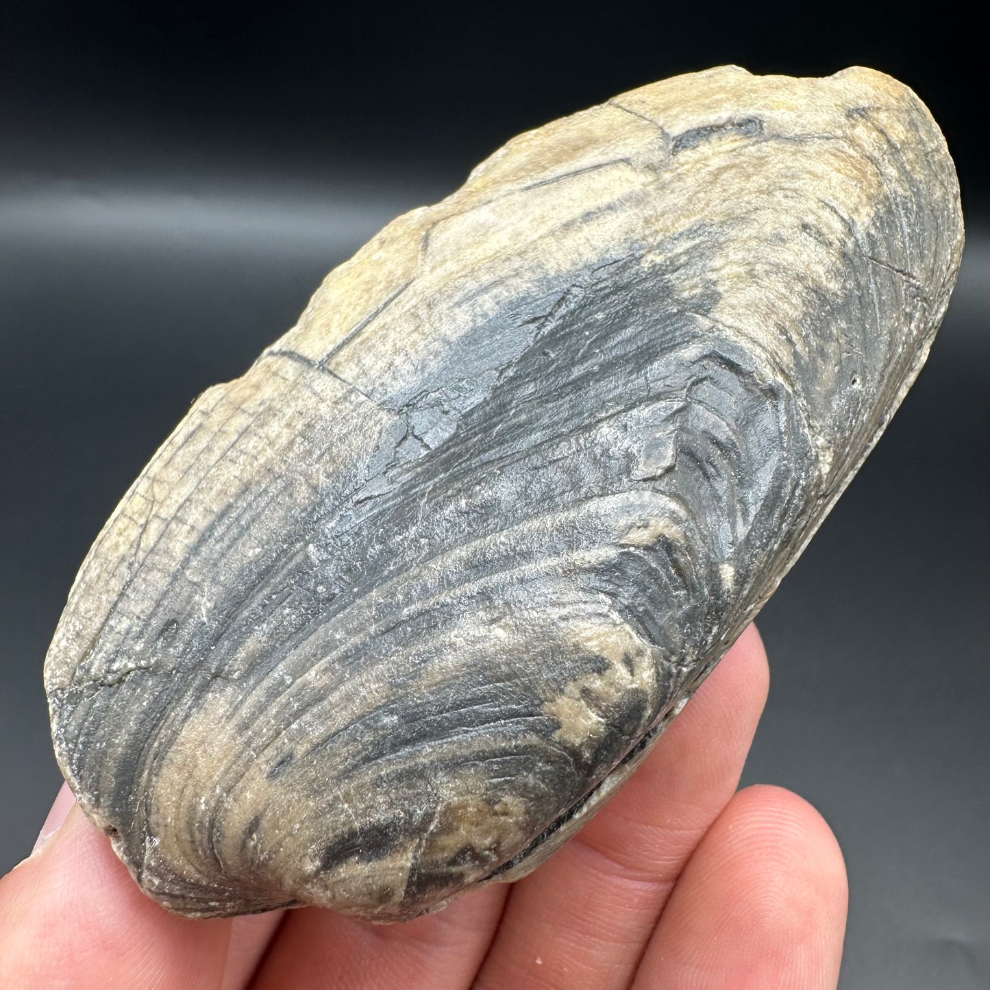 Shell fossil with box and stand - Whitby, North Yorkshire, Jurassic Coast, Yorkshire Fossils