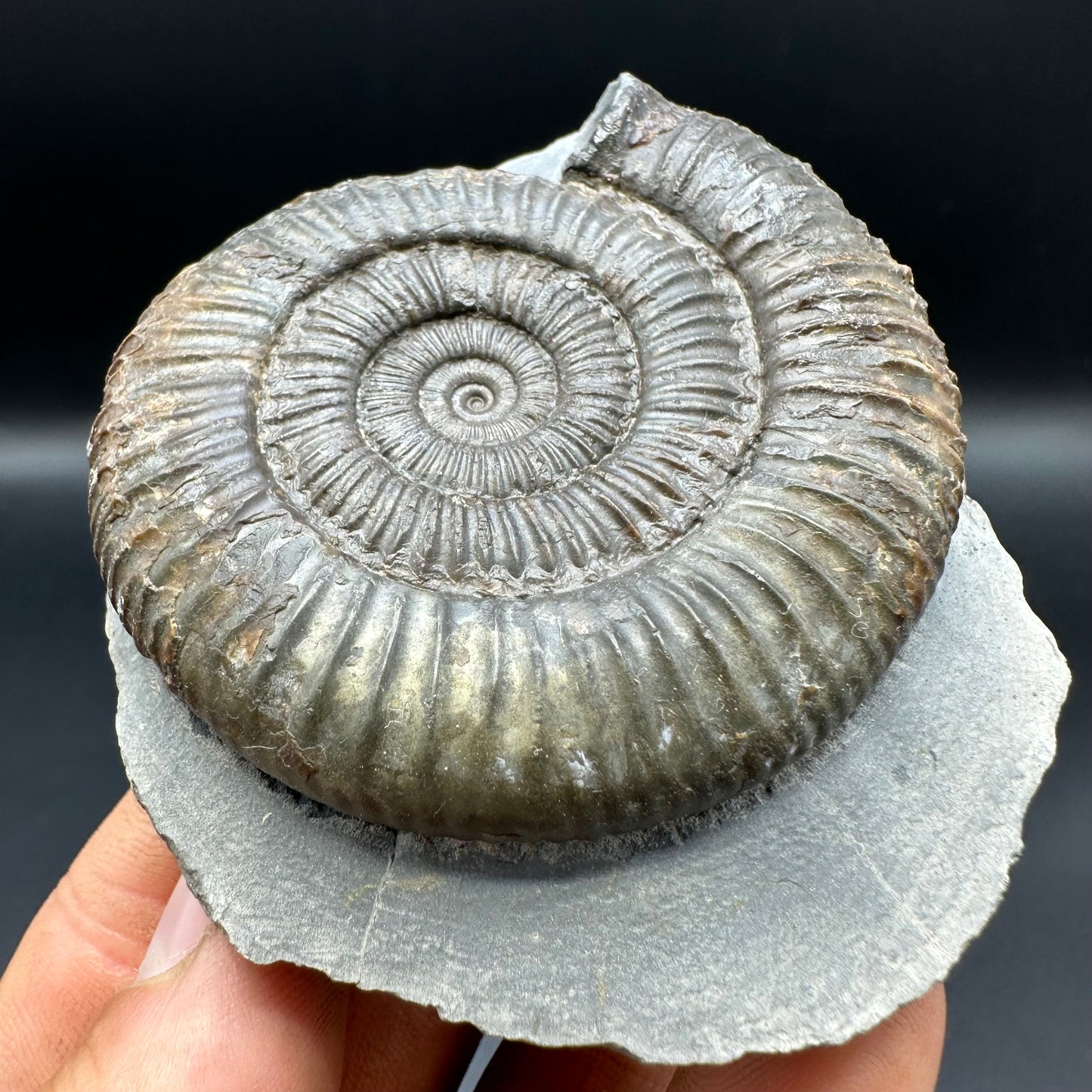 Dactylioceras Ammonite Fossil With Box And Stand - Whitby, North Yorkshire Jurassic Coast Yorkshire Fossils