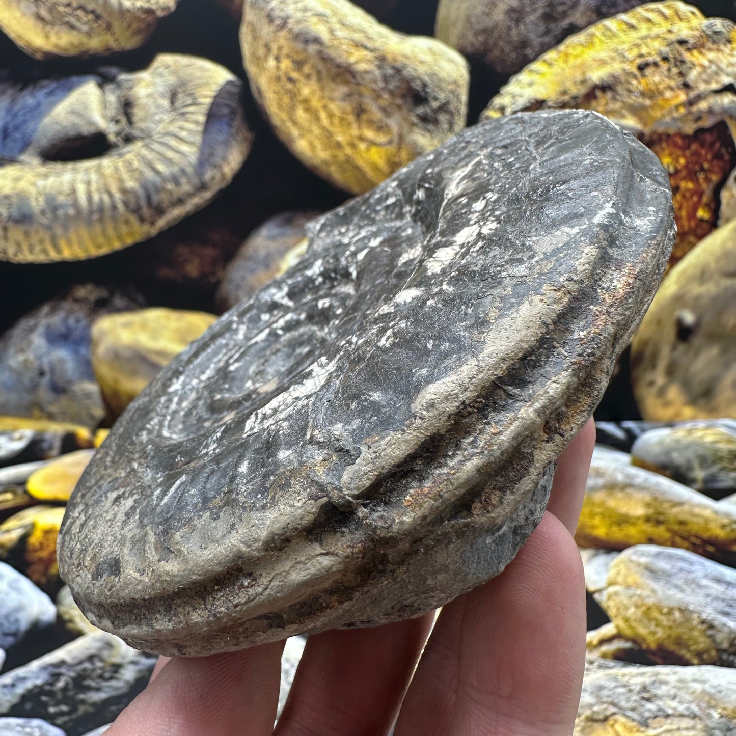 Hildoceras lusitanicum ammonite fossil - Whitby, North Yorkshire Jurassic Coast, Yorkshire Fossils