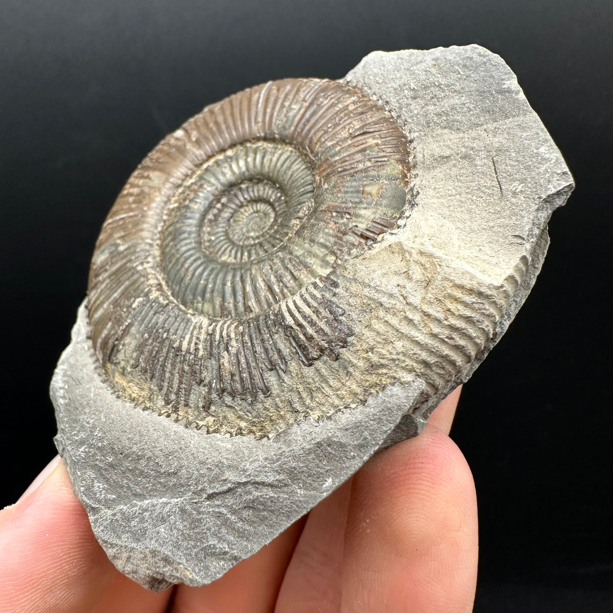 Dactylioceras Ammonite nodule (split pair) Fossil With Box And Stand - Whitby, North Yorkshire Jurassic Coast Yorkshire Fossils