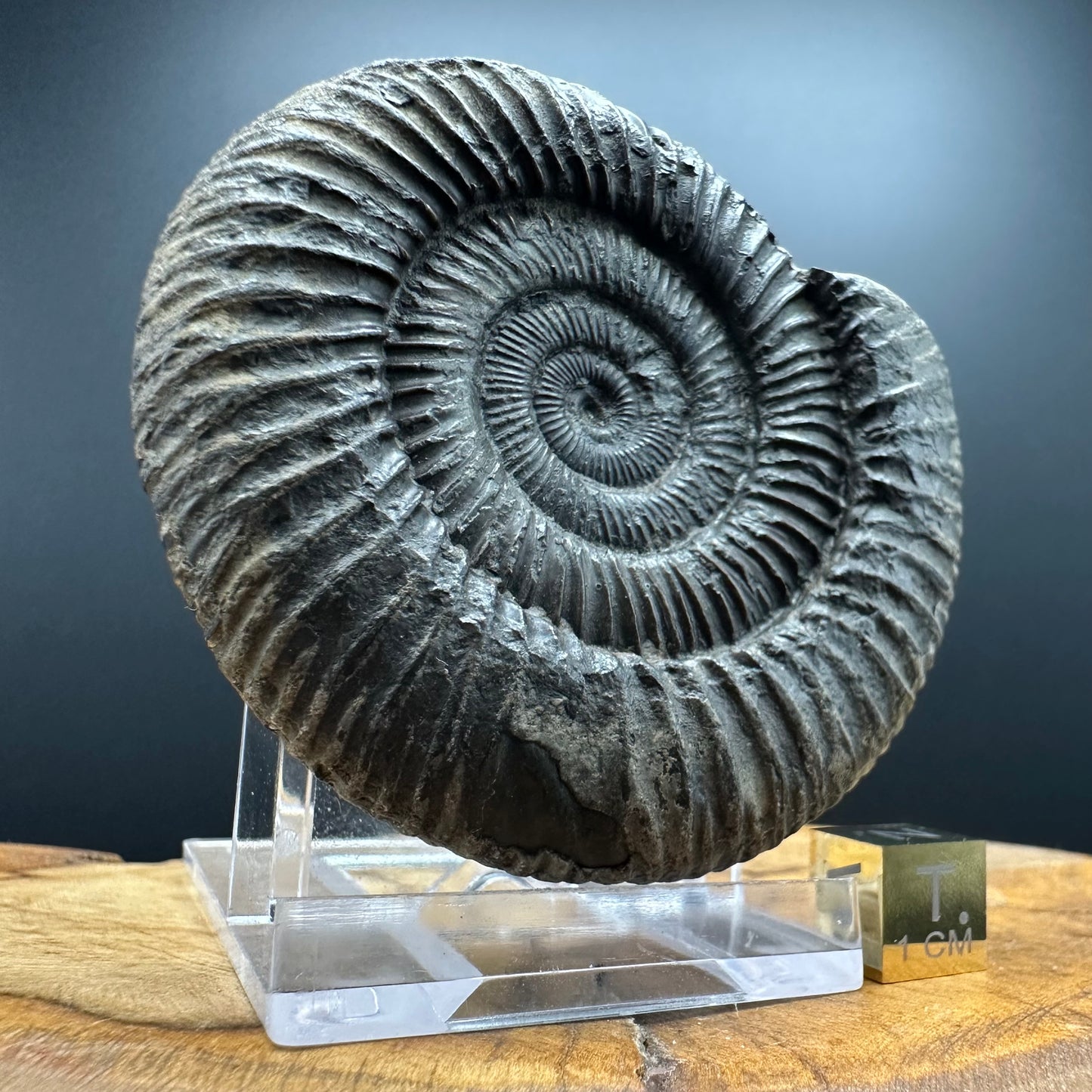 Dactylioceras Ammonite Fossil With box and Stand - Whitby, North Yorkshire Jurassic Coast Yorkshire Fossils