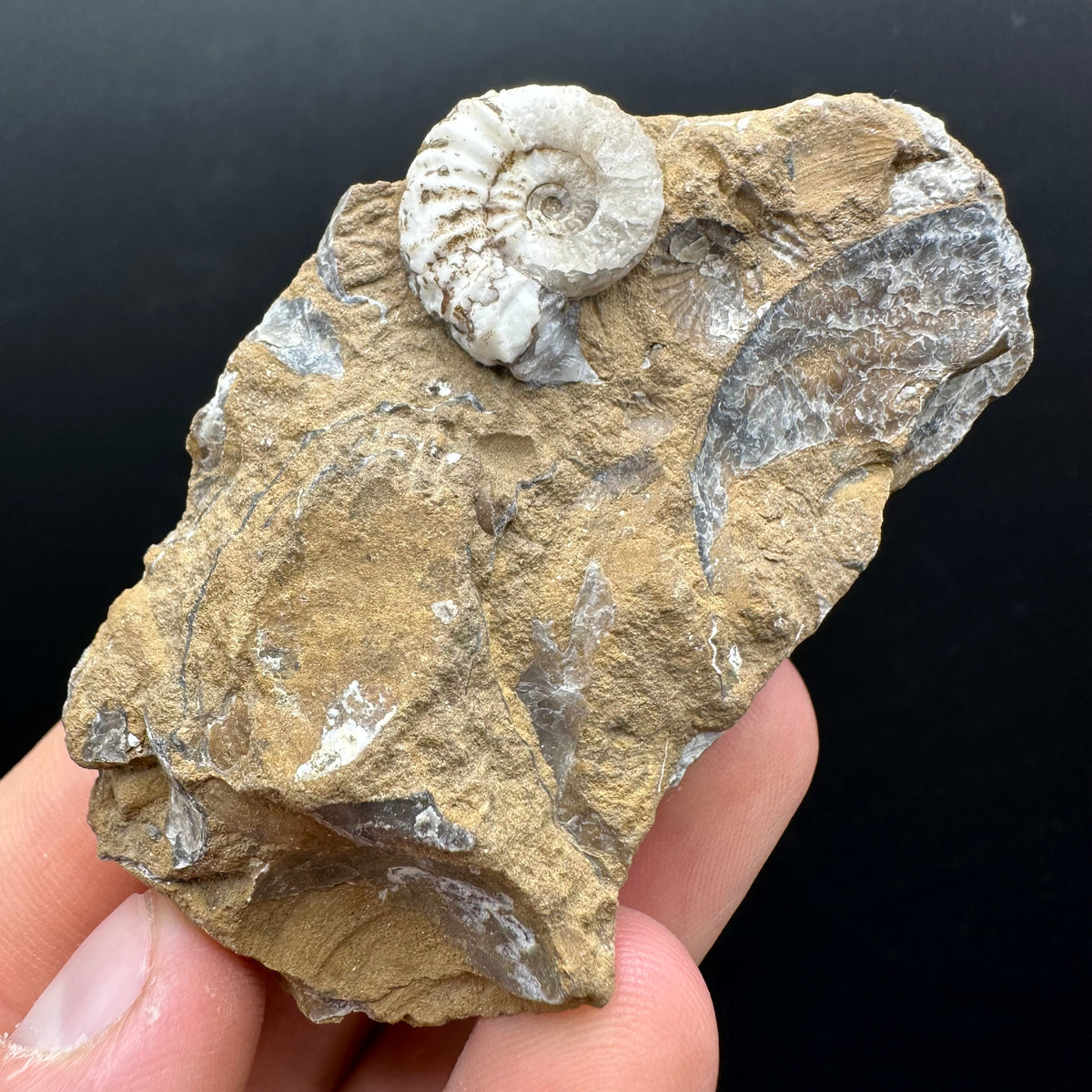 Androgynoceras capricornus Ammonite Fossil With Stand - Whitby, North Yorkshire Jurassic Coast Yorkshire Fossils