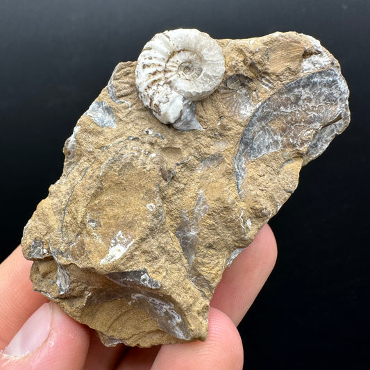 Androgynoceras capricornus Ammonite Fossil With Stand - Whitby, North Yorkshire Jurassic Coast Yorkshire Fossils